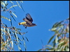 red_brow_pardalote_187520