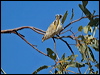 red_brow_pardalote_187523