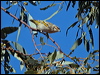 red_brow_pardalote_187530