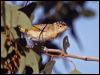 red_brow_pardalote_187611