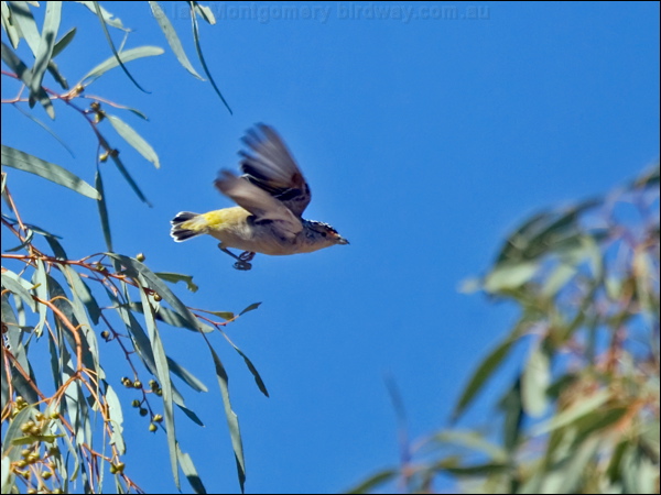 Red-browed Pardalote red_brow_pardalote_187520.psd