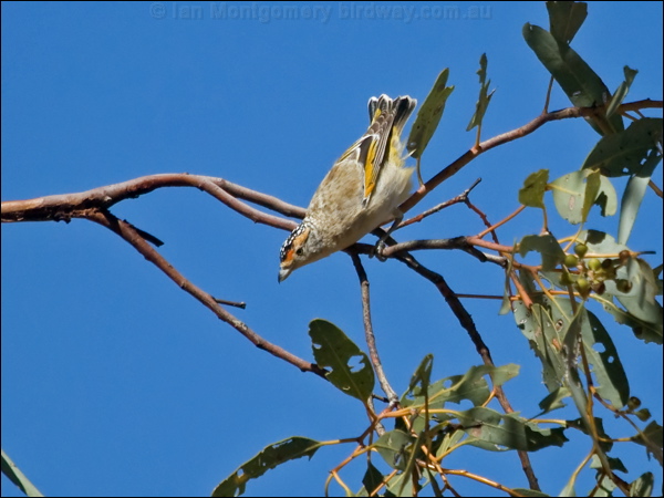 Red-browed Pardalote red_brow_pardalote_187523.psd