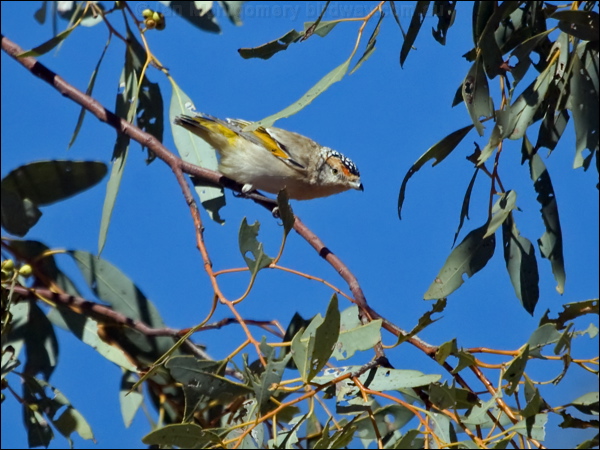 Red-browed Pardalote red_brow_pardalote_187530.psd