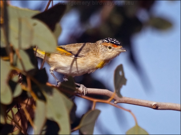 Red-browed Pardalote red_brow_pardalote_187611.psd