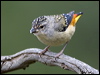 spotted_pardalote_128350