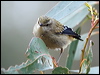 spotted_pardalote_128661