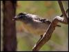 spotted_pardalote_80672