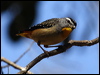 spotted_pardalote_80703