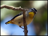 spotted_pardalote_80721