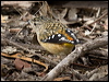spotted_pardalote_85980