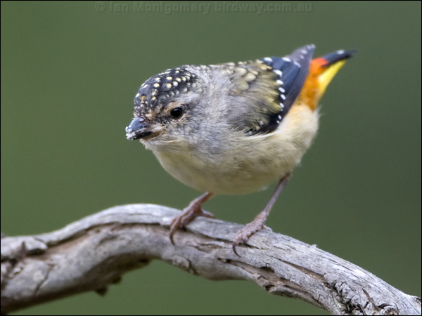 Spotted Pardalote spotted_pardalote_128350.psd