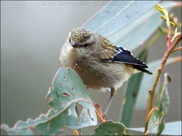 Spotted Pardalote spotted_pardalote_128661.psd