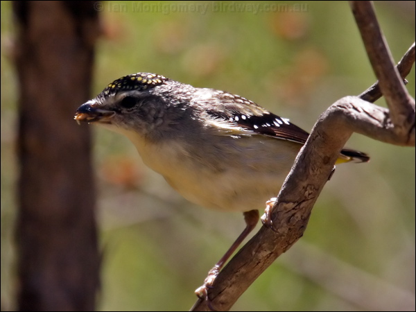 Spotted Pardalote spotted_pardalote_80672.jpg