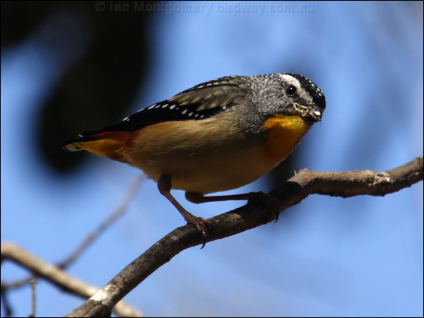 Spotted Pardalote spotted_pardalote_80703.jpg