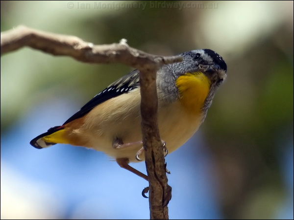 Spotted Pardalote spotted_pardalote_80721.jpg