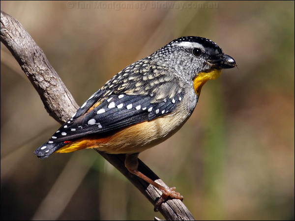 Spotted Pardalote spotted_pardalote_80735.jpg