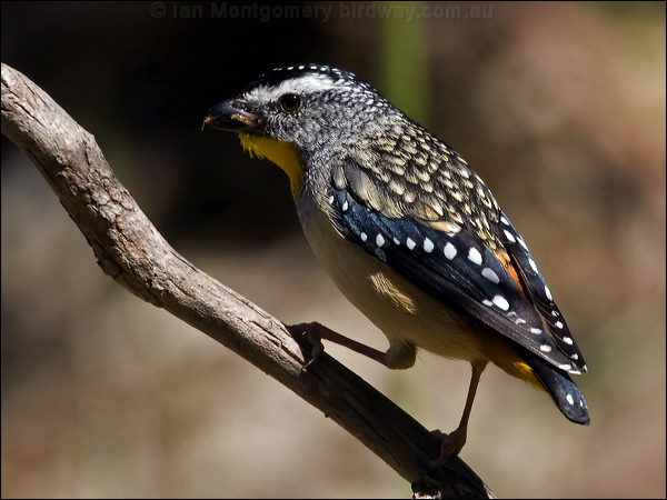 Spotted Pardalote spotted_pardalote_80758.jpg