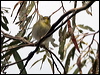 striated_pardalote_128328