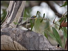 striated_pardalote_128591