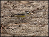 striated_pardalote_163985