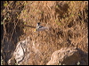 striated_pardalote_186649