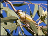striated_pardalote_33131