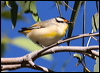 striated_pardalote_33160