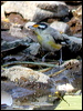striated_pardalote_40493