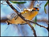 striated_pardalote_62340