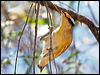 striated_pardalote_62345