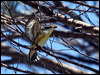 striated_pardalote_90060