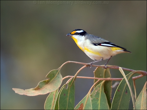 Striated Pardalote striated_pardalote_105083.psd