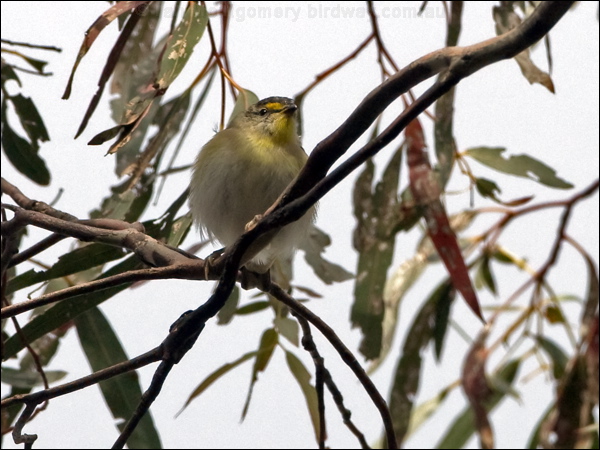 Striated Pardalote striated_pardalote_128328.psd