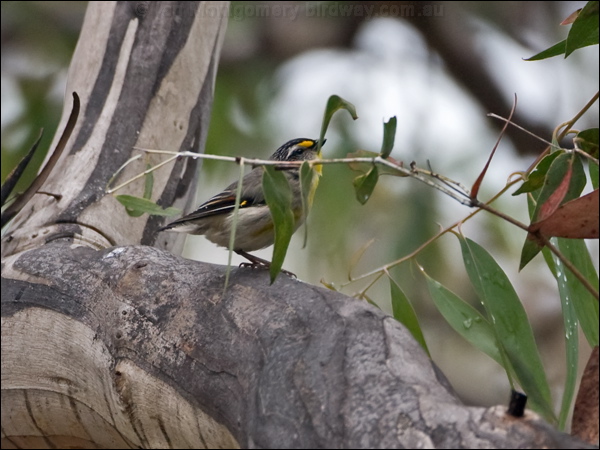 Striated Pardalote striated_pardalote_128591.psd
