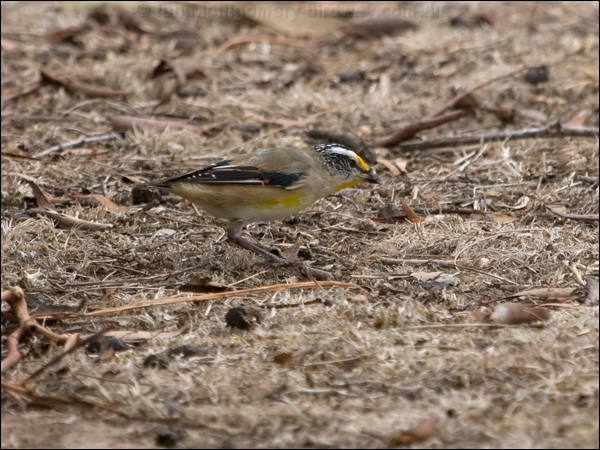 Striated Pardalote striated_pardalote_163985.psd