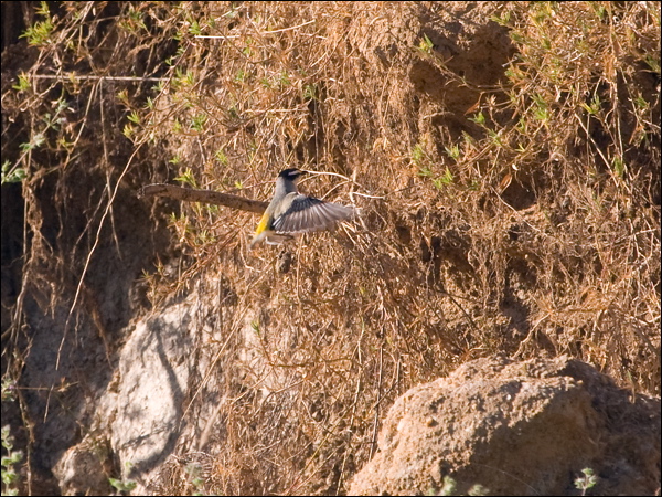 Striated Pardalote striated_pardalote_186649.psd