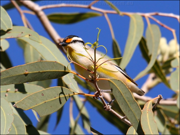 Striated Pardalote striated_pardalote_33131.psd