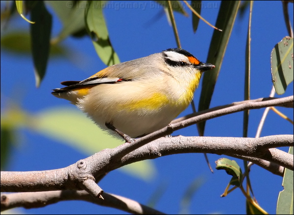 Striated Pardalote striated_pardalote_33160.psd