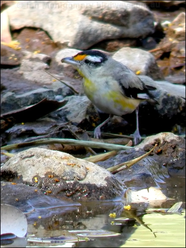 Striated Pardalote striated_pardalote_40493.psd