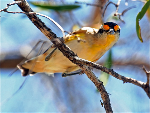 Striated Pardalote striated_pardalote_62340.psd