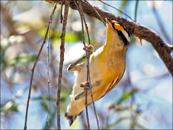Striated Pardalote striated_pardalote_62345.psd