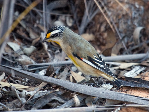 Striated Pardalote striated_pardalote_88153.psd