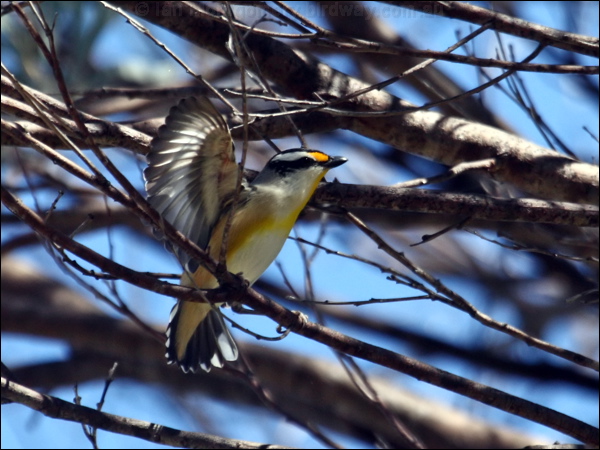 Striated Pardalote striated_pardalote_90060.psd