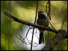 black_cap_chickadee_69847
