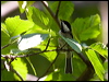black_cap_chickadee_69851