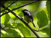 black_cap_chickadee_69860
