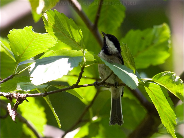 Black-capped Chickadee black_cap_chickadee_69851.psd