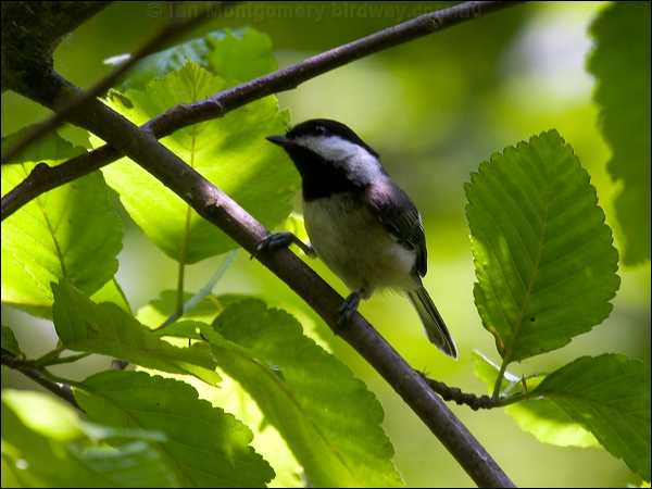 Black-capped Chickadee black_cap_chickadee_69860.psd