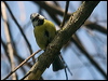 blue_tit_169300