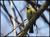 blue_tit_169305